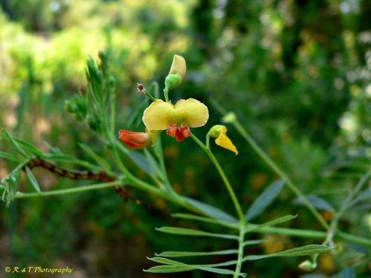 {Sesbania vesicaria}
